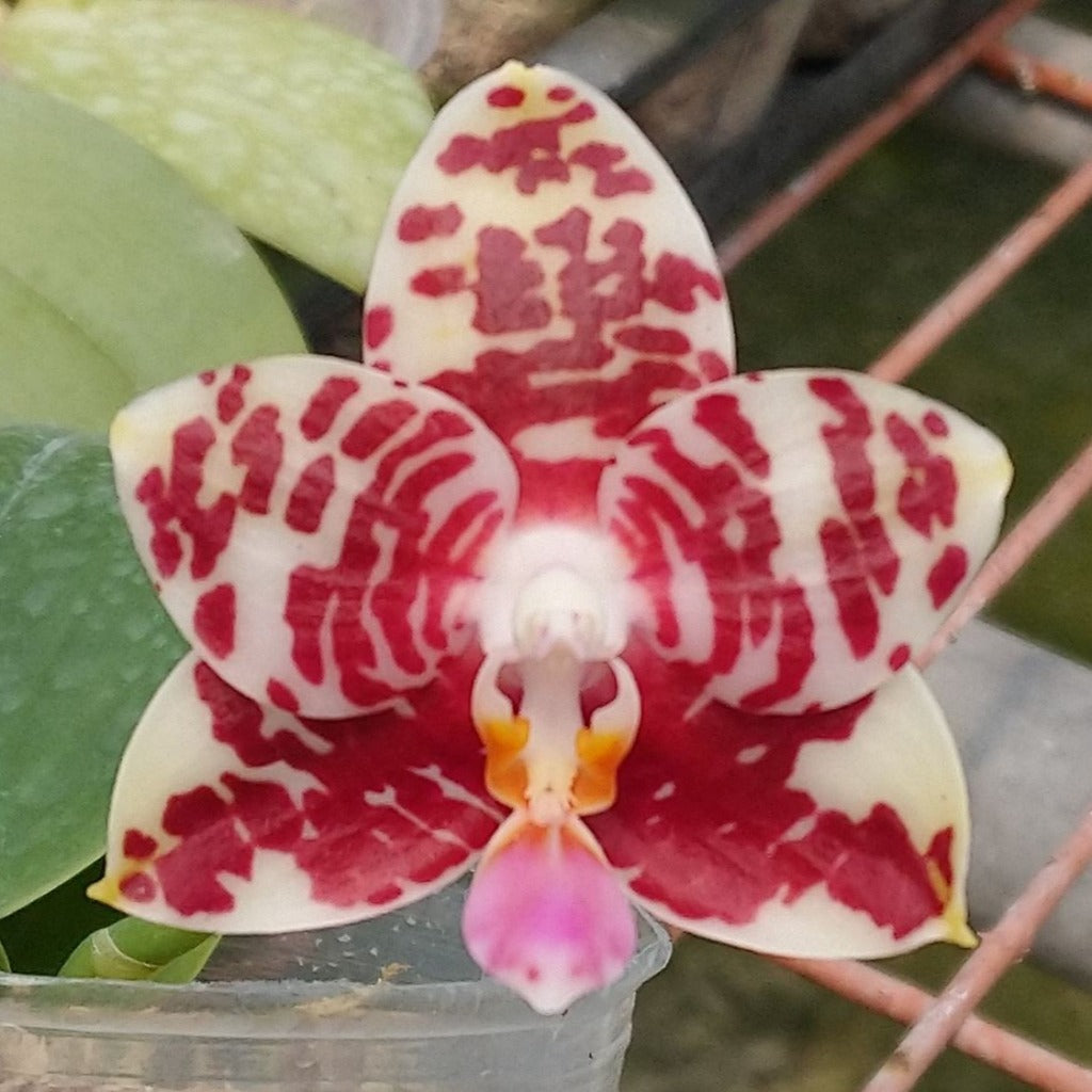 Phalaenopsis (Brother Ambo Passion X Miro Jo Gi)