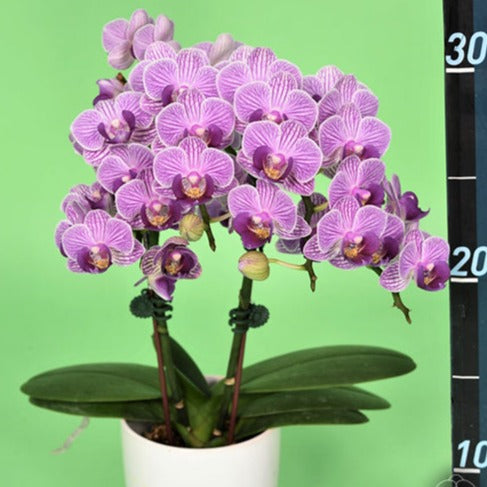 Phalaenopsis Younghome Purple Baby '06101'