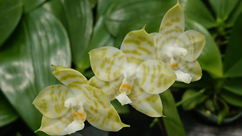 Phalaenopsis Mituo Golden Tiger 'TTT' Spiking