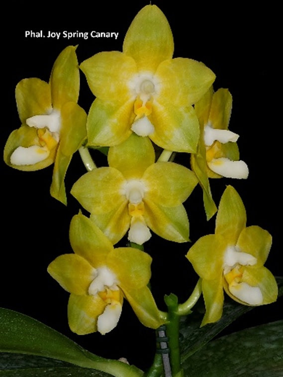 Phalaenopsis Joy Spring Canary 'Taipei' AM/AOS