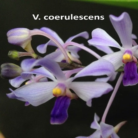 Vanda coerulescens