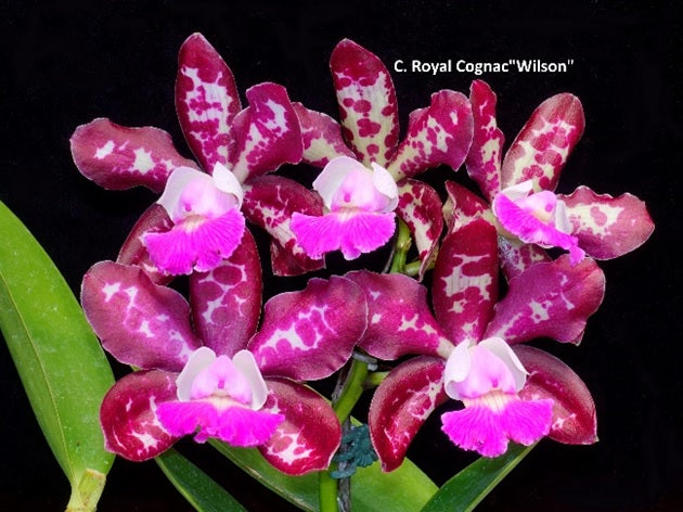 Cattleya Royal Cognac 'Wilson'