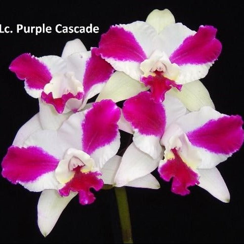 Cattleya Purple Cascade