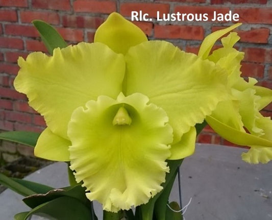 Rhyncholaeliocattleya (Rlc.) Lustrous Jade 'Clone'