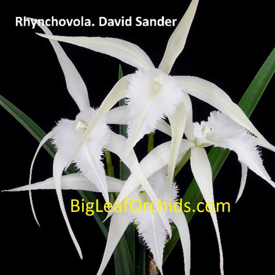 Rhynchovola David Sander