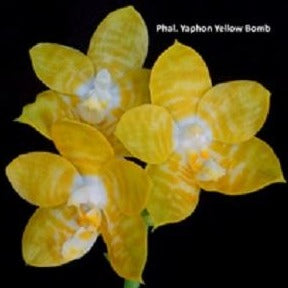 Phalaenopsis Yaphon Yellow Bomb 'Wilson'