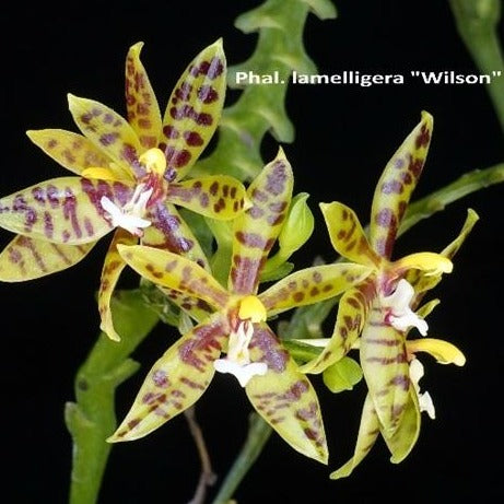 Phalaenopsis lamelligera 'Wilson'