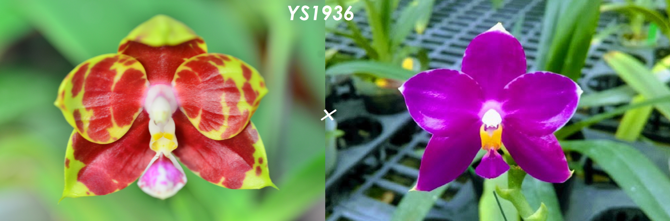 Phalaenopsis Yin's Yew - Seedling