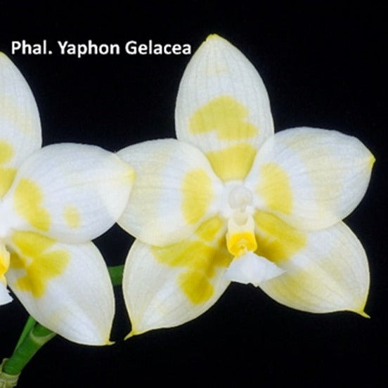 Phalaenopsis Yaphon Gelacea 'Peter #3' AM/AOS