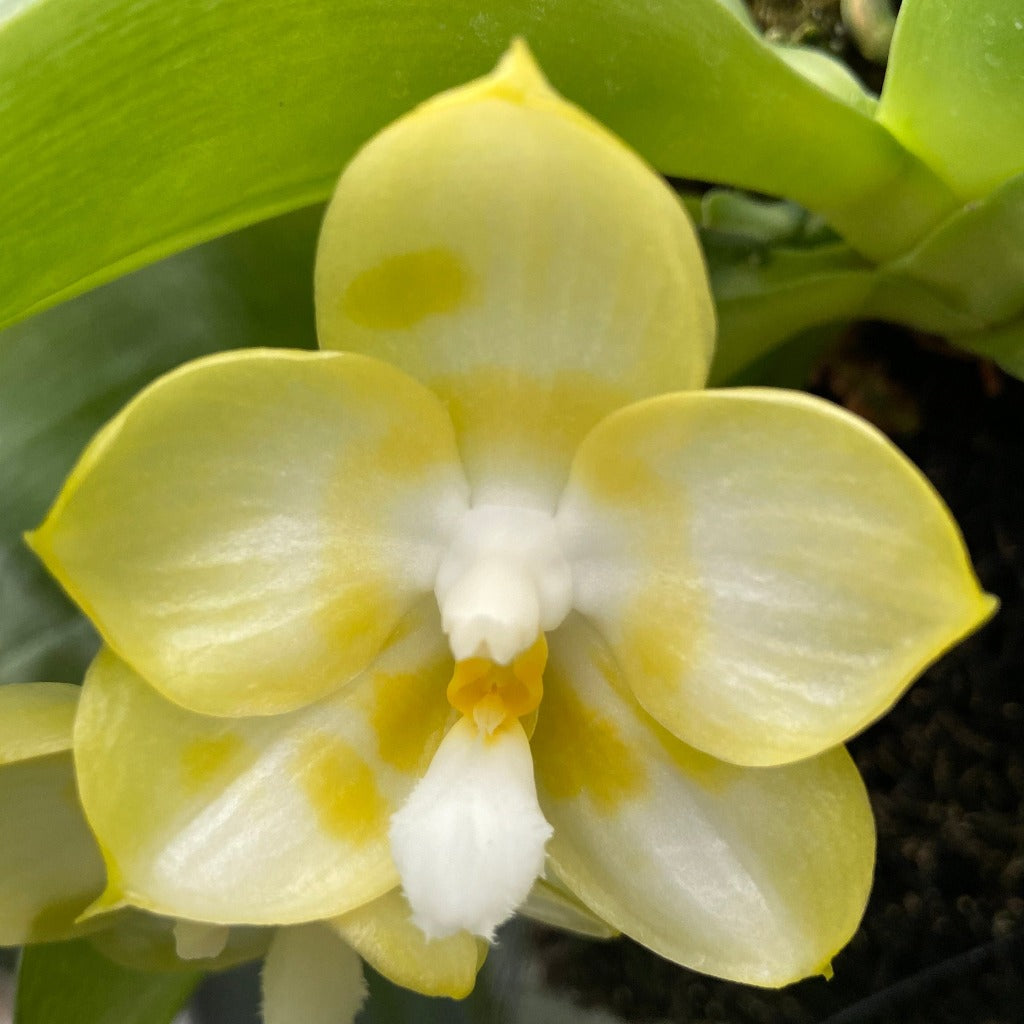 Phalaenopsis Yaphon Lover 'Yaphon'