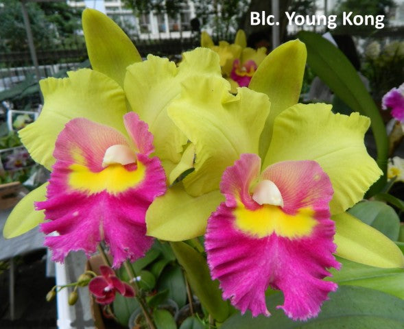 Rhyncholaeliocattleya (Rlc.) Young Kong 'Sun#16'