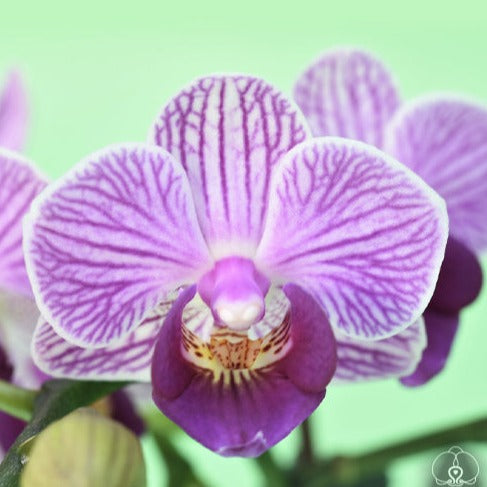 Phalaenopsis Younghome Purple Baby '06101'