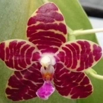 Phalaenopsis Red Jaguar 'TH Best' new