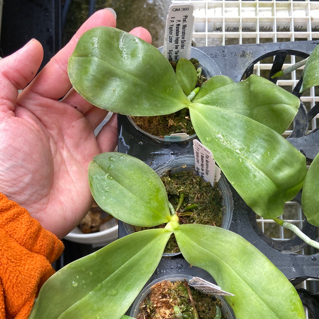 Phalaenopsis Mainshow Golden QM360 Seedlings