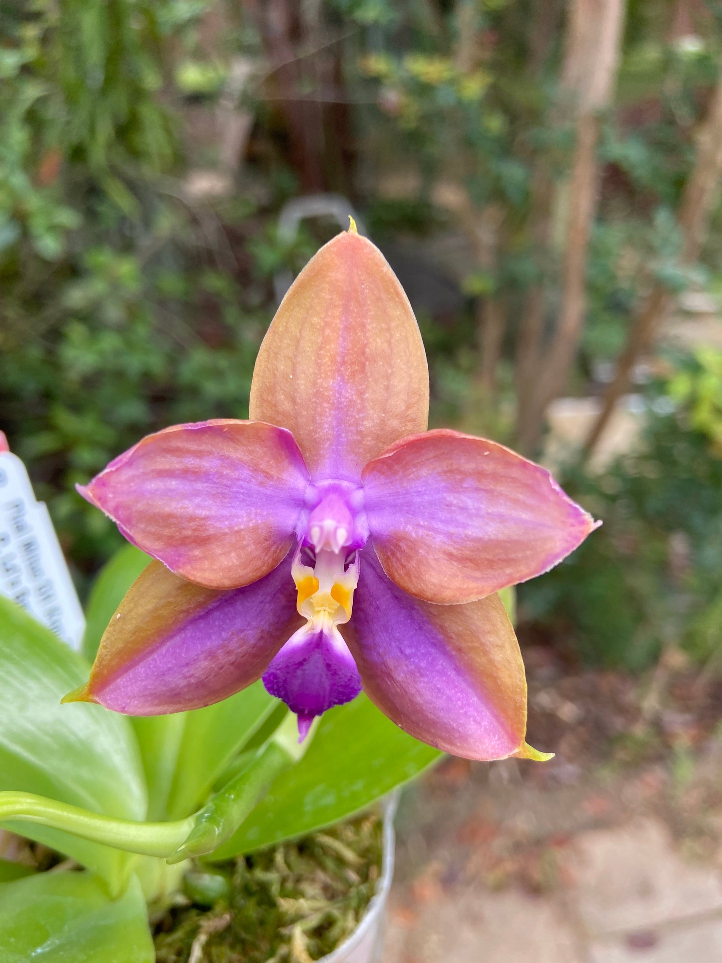 Phalaenopsis Mituo GH King Star 'UV Rays'