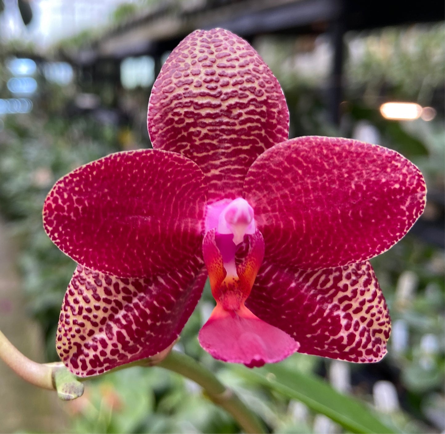 Phalaenopsis Mituo King 'K-Gold'