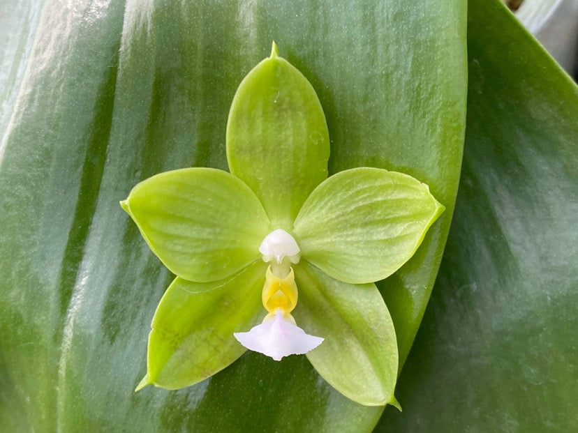 MCL42 Phalaenopsis LD Green Kingfisher ‘Lemon’