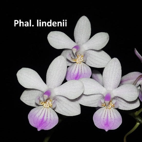 Phalaenopsis lindenii x sib