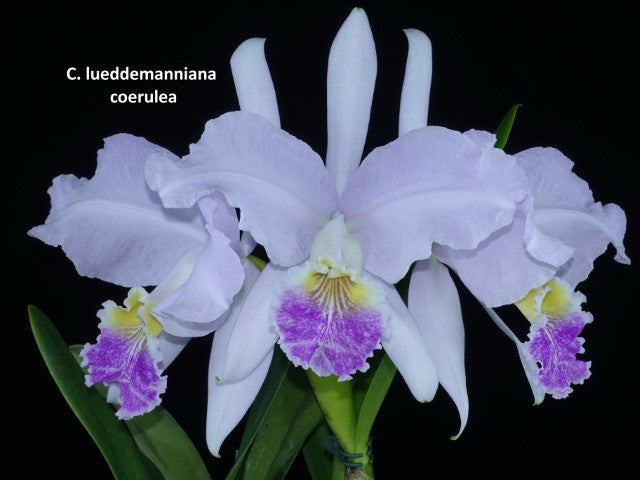 Cattleya lueddemanniana var coerulea x sib