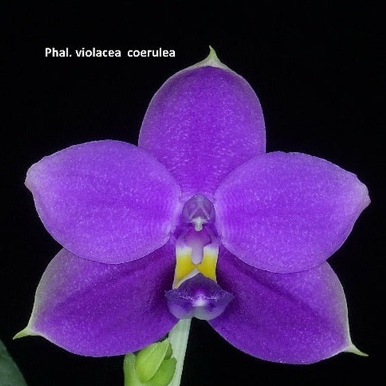 Phalaenopsis violacea f. indigo x sib