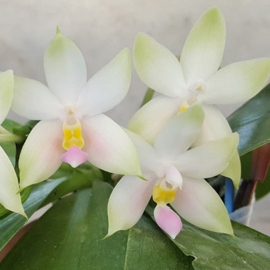 Phalaenopsis violacea Pink x self (Sumatrana type) - Seedlings