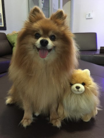 Pylo the Pomeranian