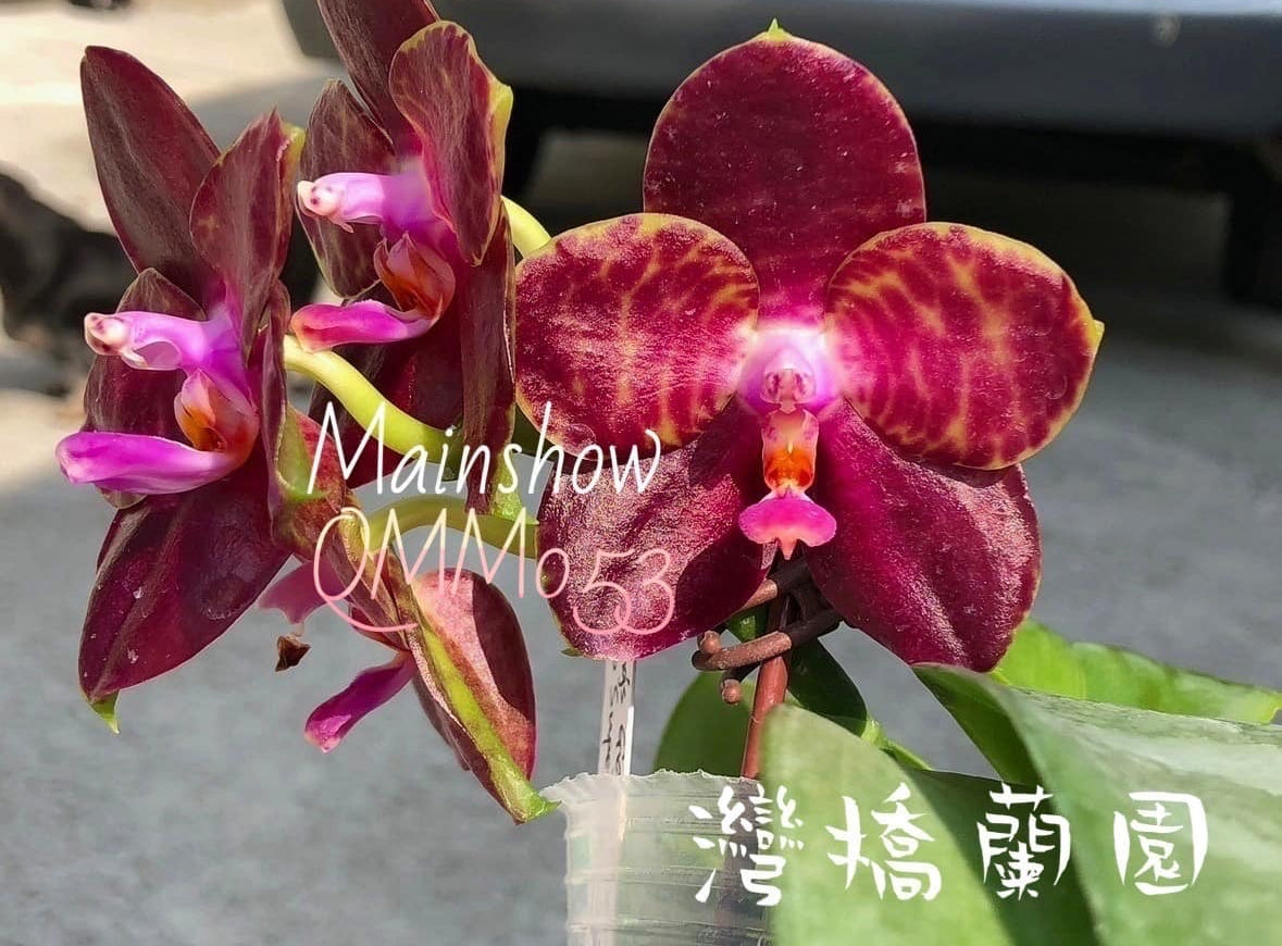 Mainshow Orchids Pre-order