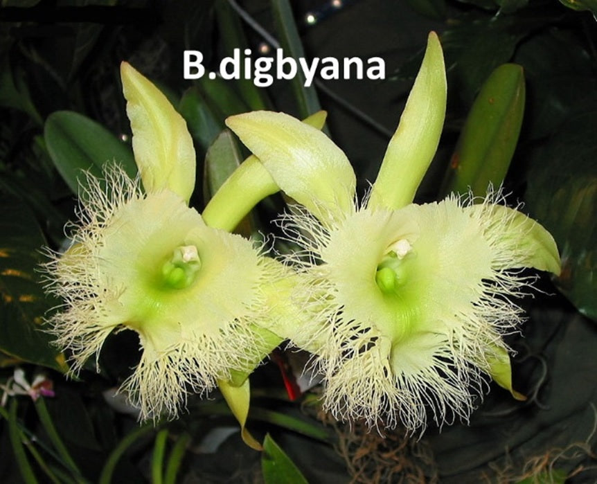 Cattleya Alliance