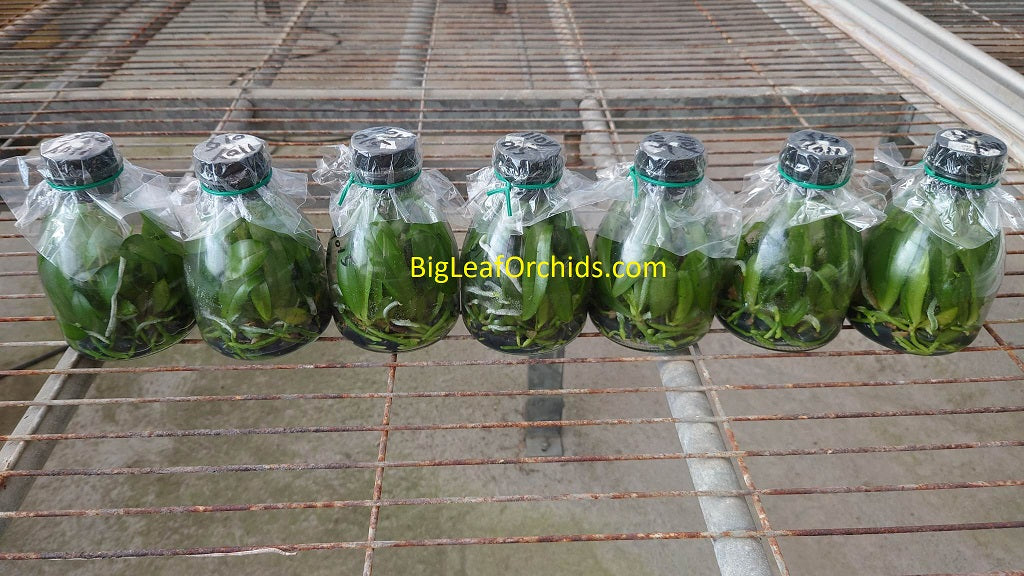 Orchid Flasks and Mini Compots