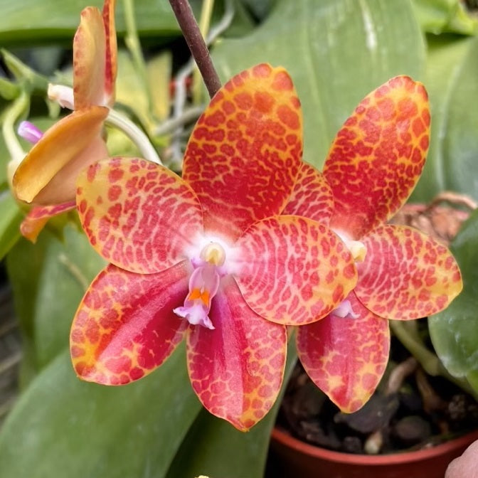 Mainshow Orchids