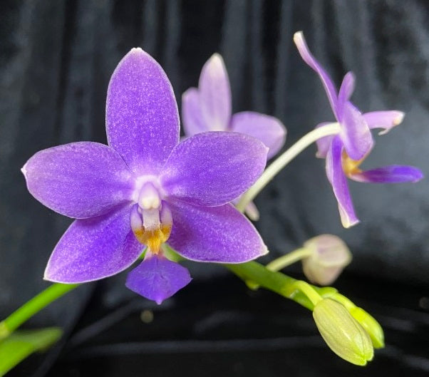 Blue Phalaenopsis