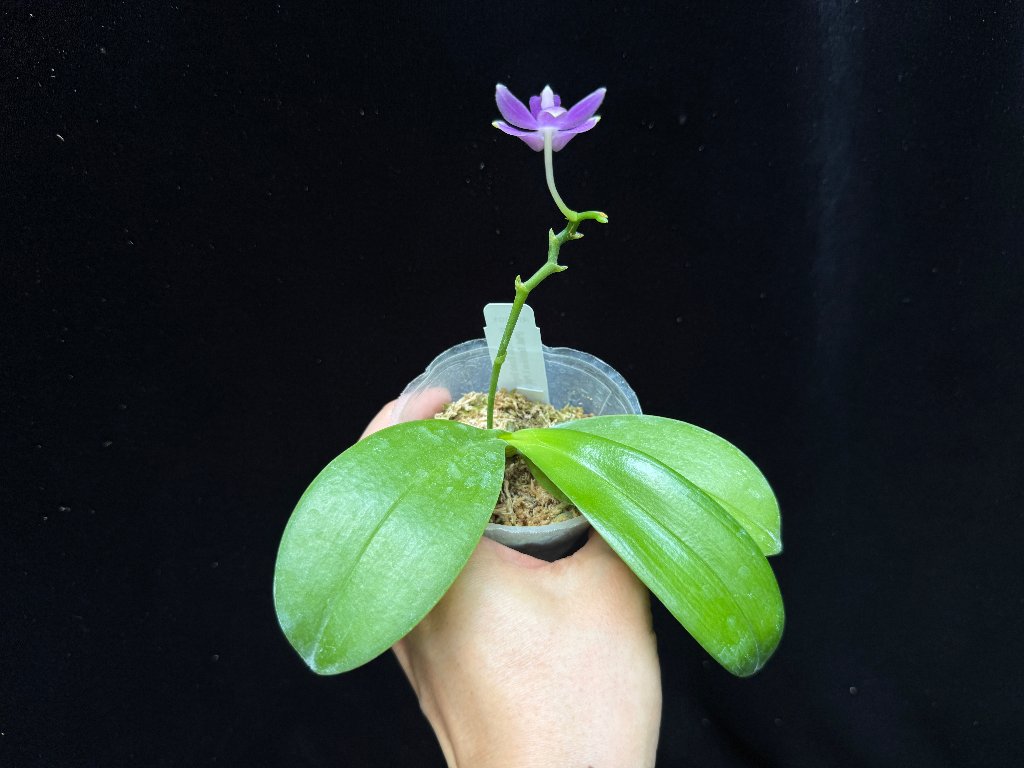 Phalaenopsis Micaels Songshan 240923-B Flowering