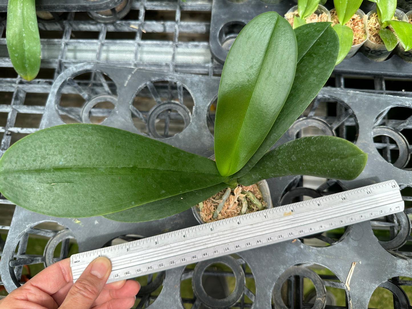 Phalaenopsis Lioulin Hot Lip (clone)