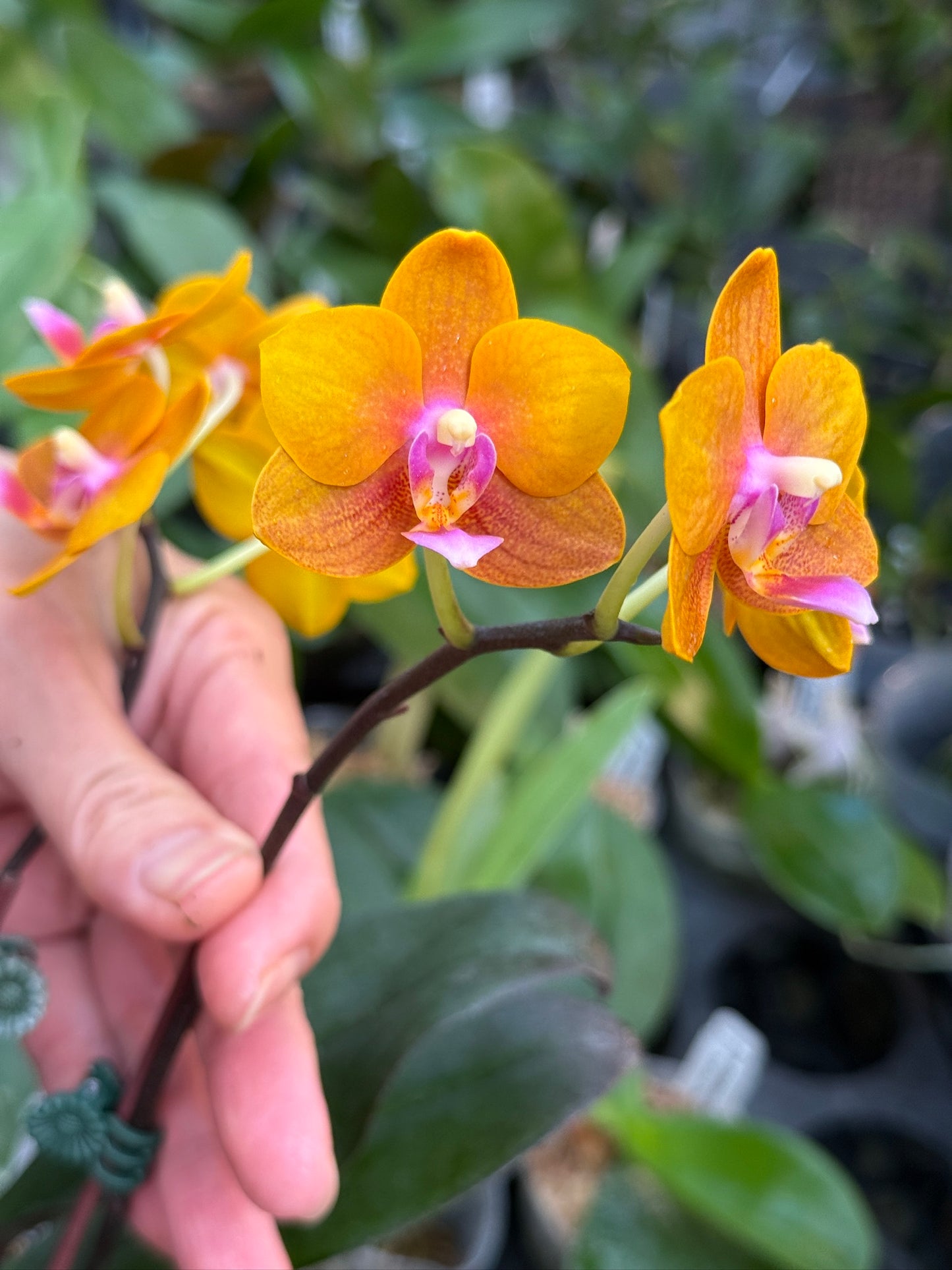 Phalaenopsis Charming Little Gold (clone)