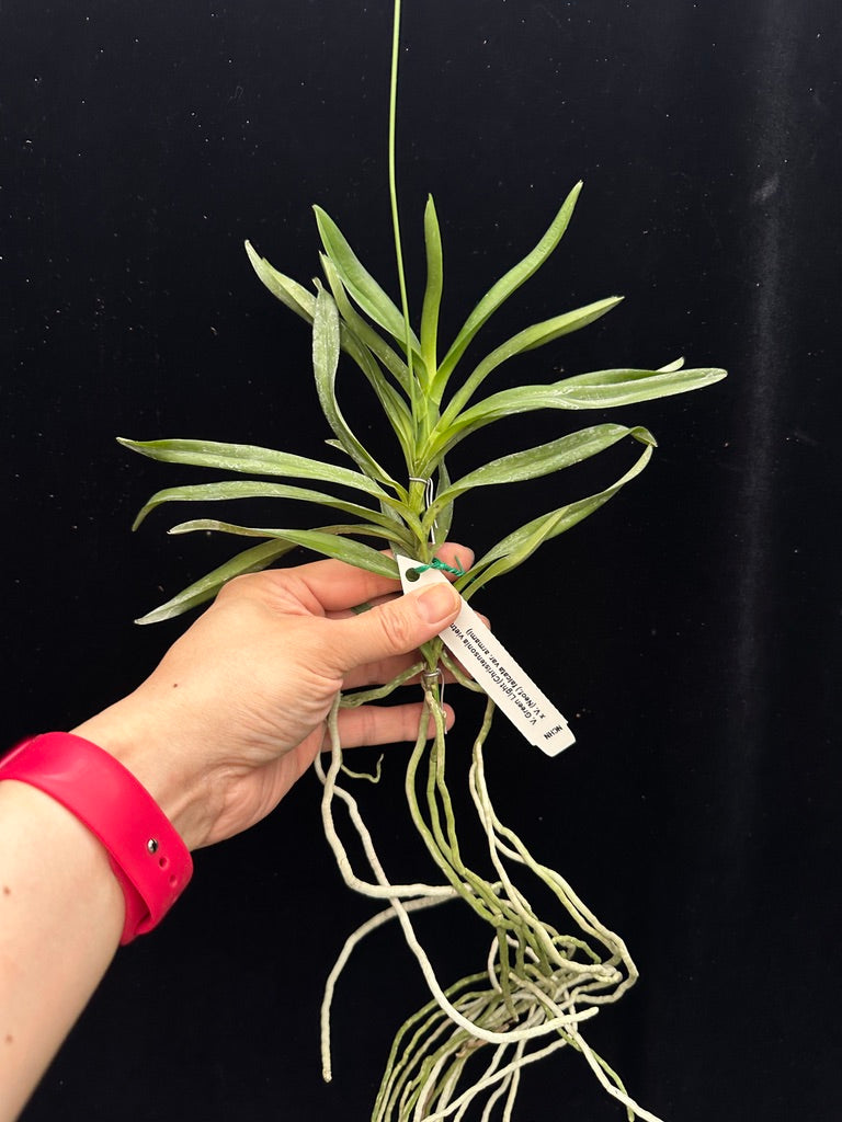 Vanda Green Light - Seed Grown