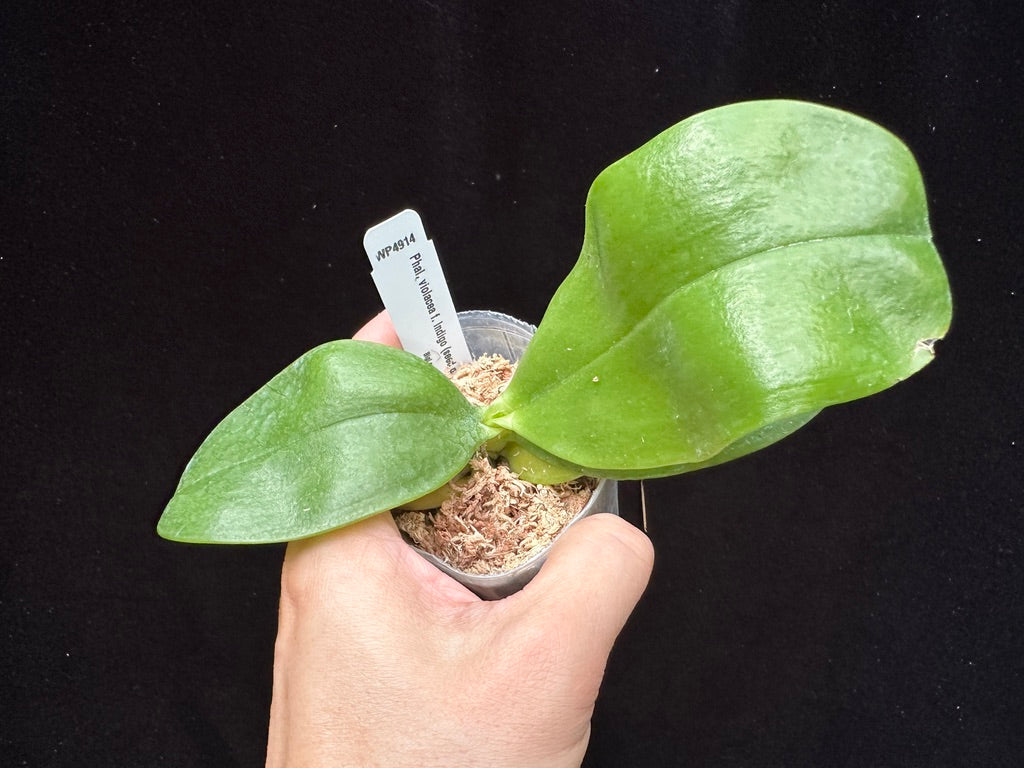 Phalaenopsis violacea indigo x sib