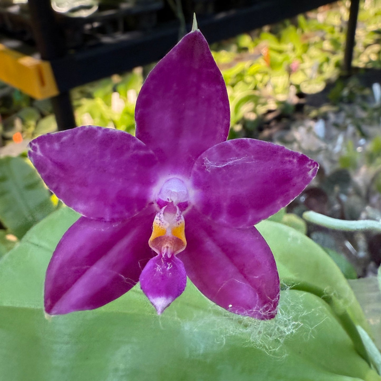 Phalaenopsis (Jennifer Palermo X Mituo Purple Dragon)  - QA-026 - Seed Grown