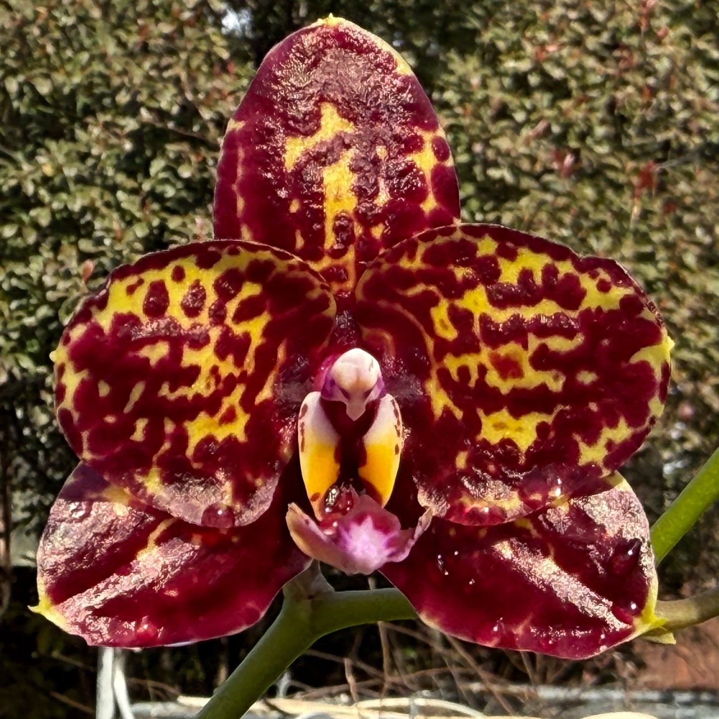 Phalaenopsis RF Moon 'MS Emergent'