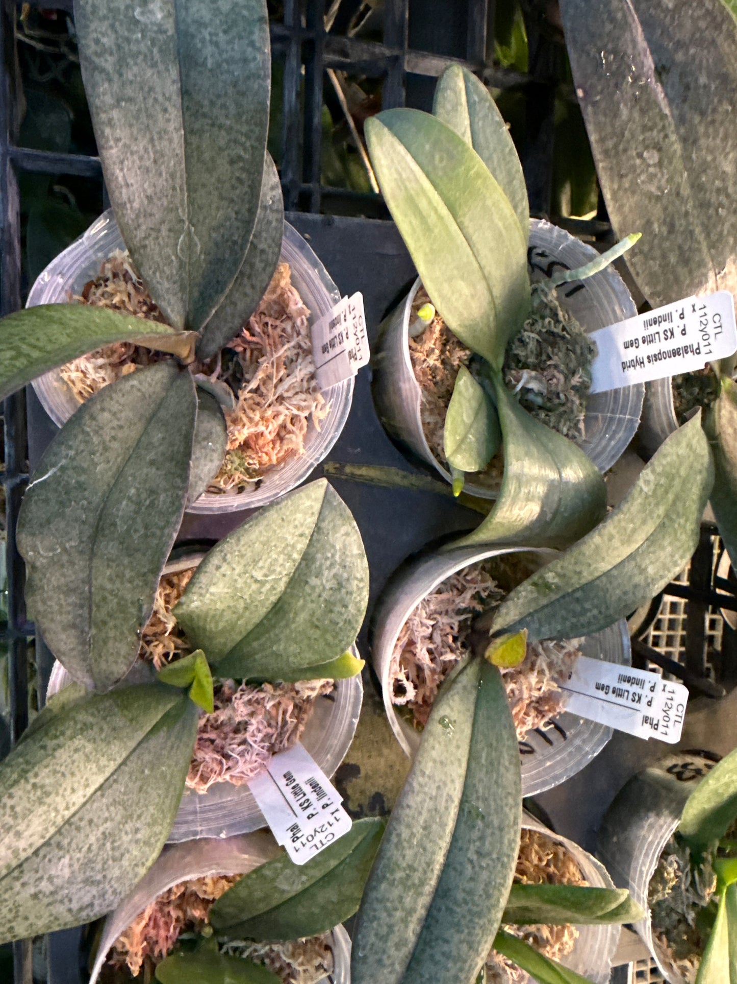 Phalaenopsis KS Little Gem x Phalaenopsis lindenii