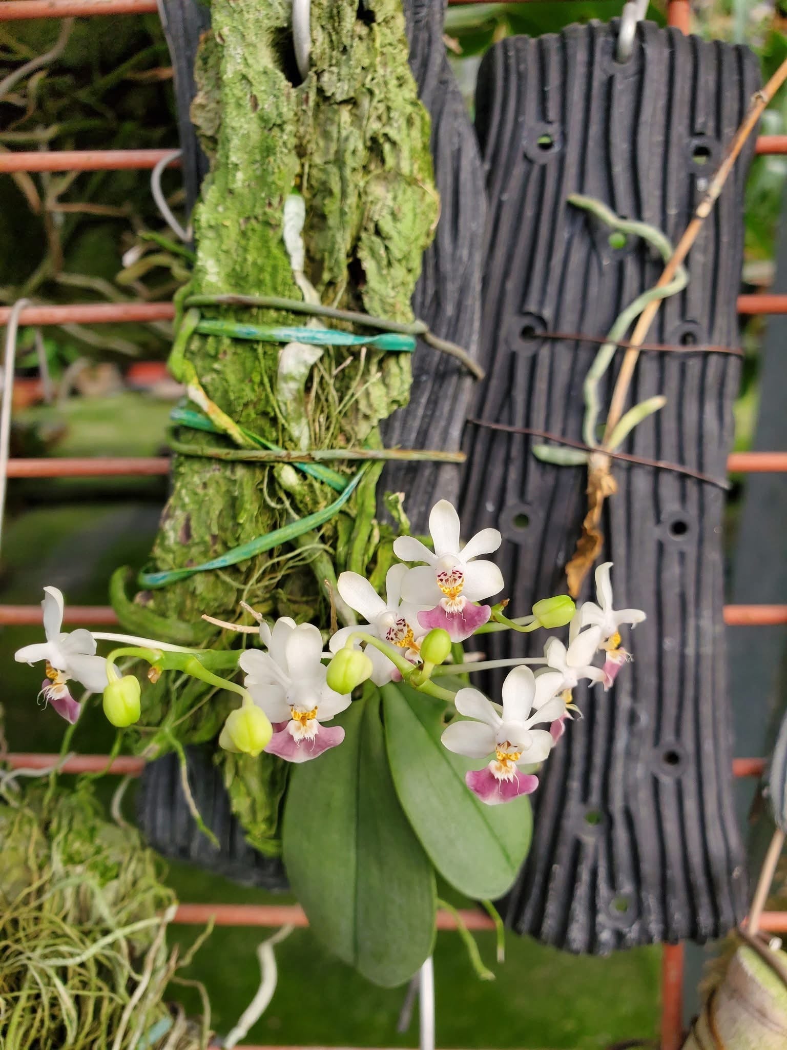 Phalaenopsis parishii - Seed Grown – Big Leaf Orchids