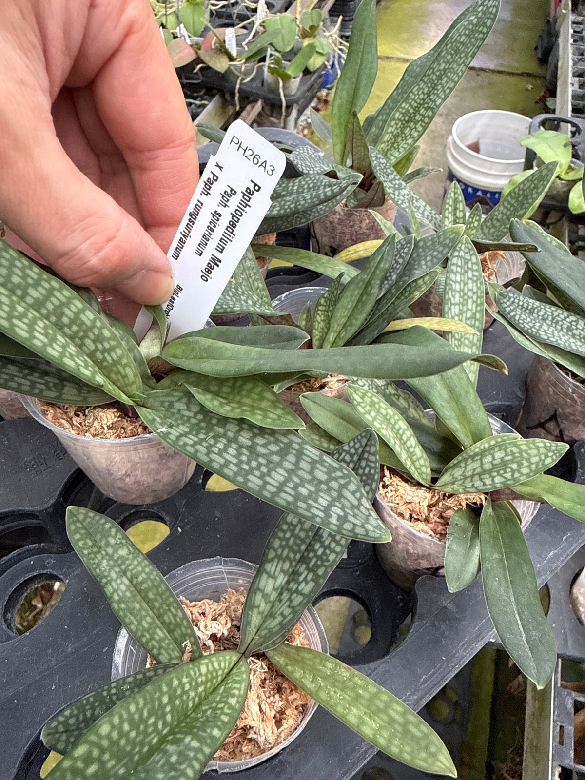 Paphiopedilum Maejo - Seed Grown