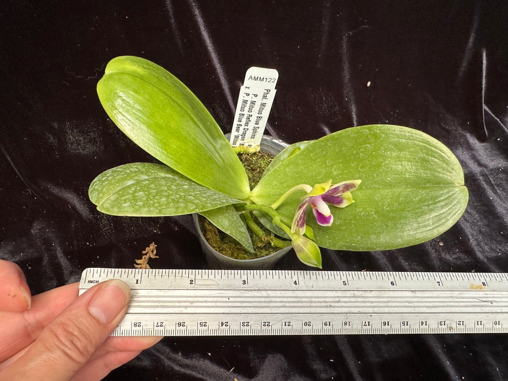 Phalaenopsis Mituo Blue Sphinx 240524 Flowering – Big Leaf Orchids