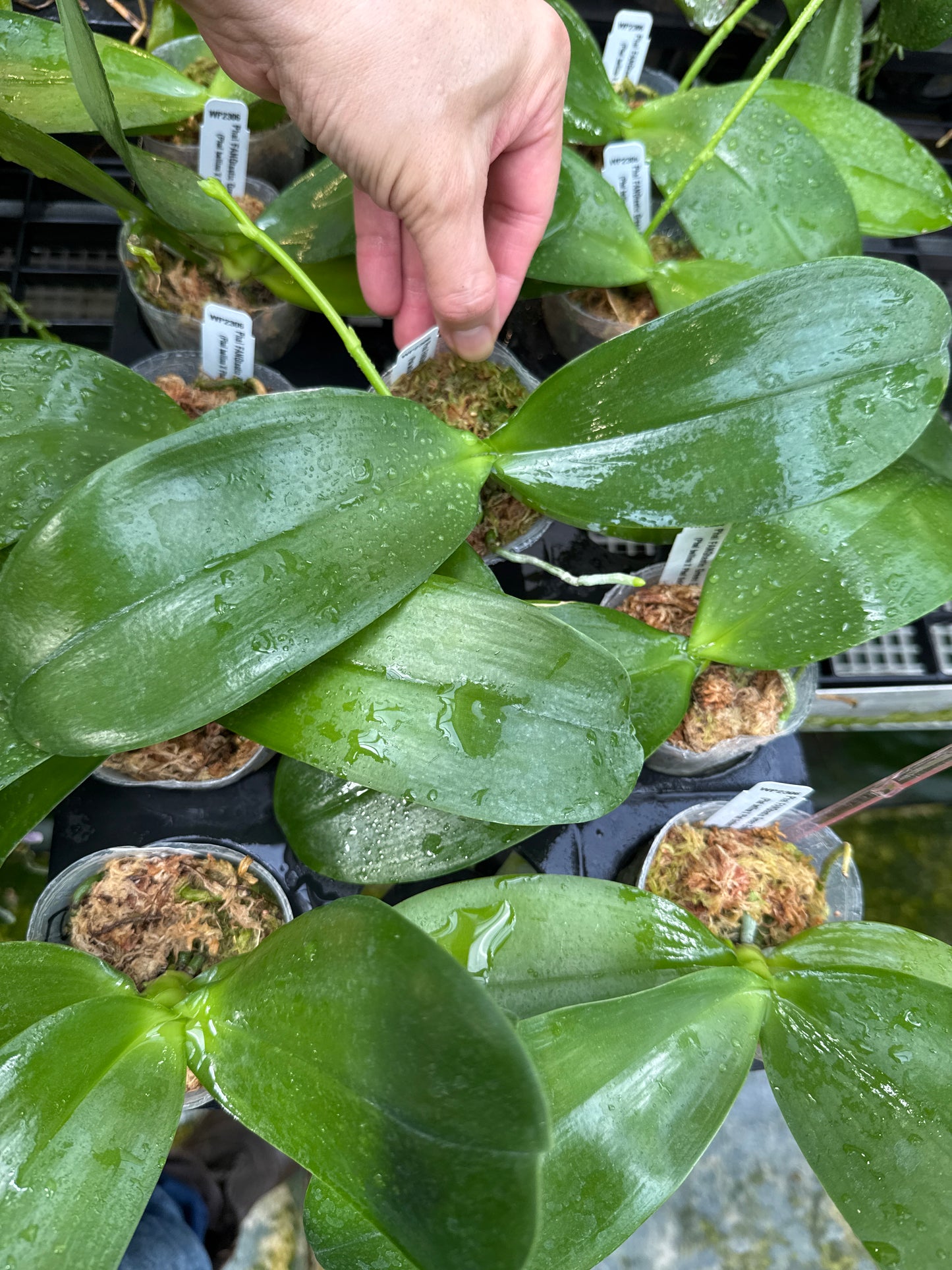 Phalaenopsis FANGtastic Green Envy (clone) Spiking