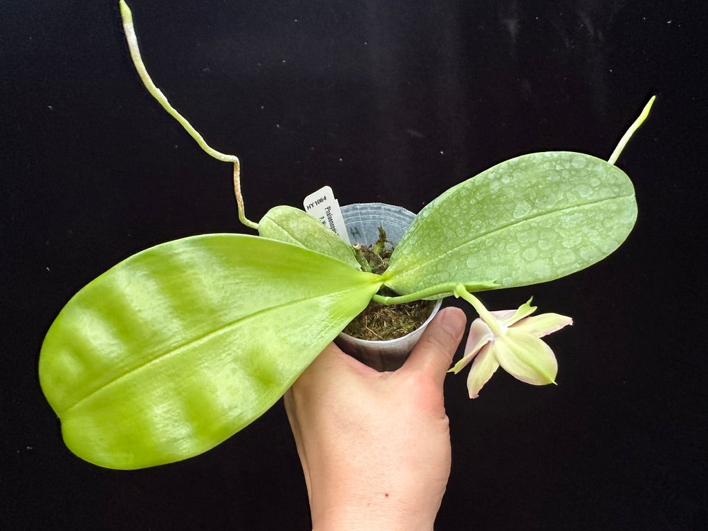 Phalaenopsis (Miro Green Dream x Meidarland Green Cedar) 240620 Flowering