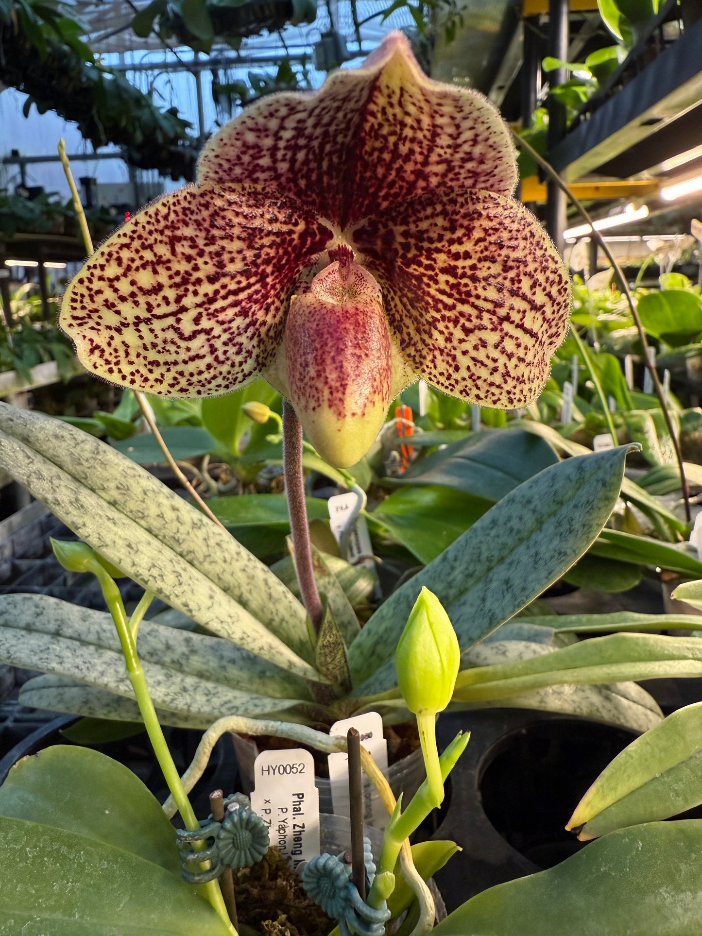 Paphiopedilum Favorlang Iguana - Seed Grown