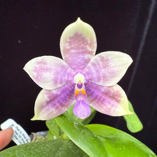 Phalaenopsis LL Blue Macaw 250511 Flowering