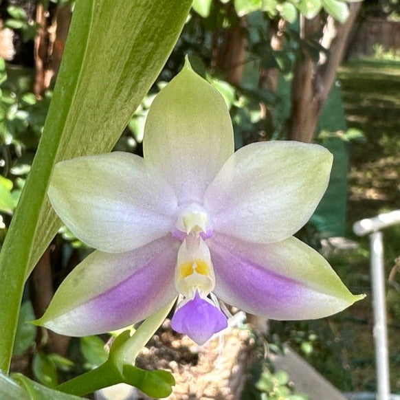 Phalaenopsis FANGtastic News - Seed Grown – Big Leaf Orchids