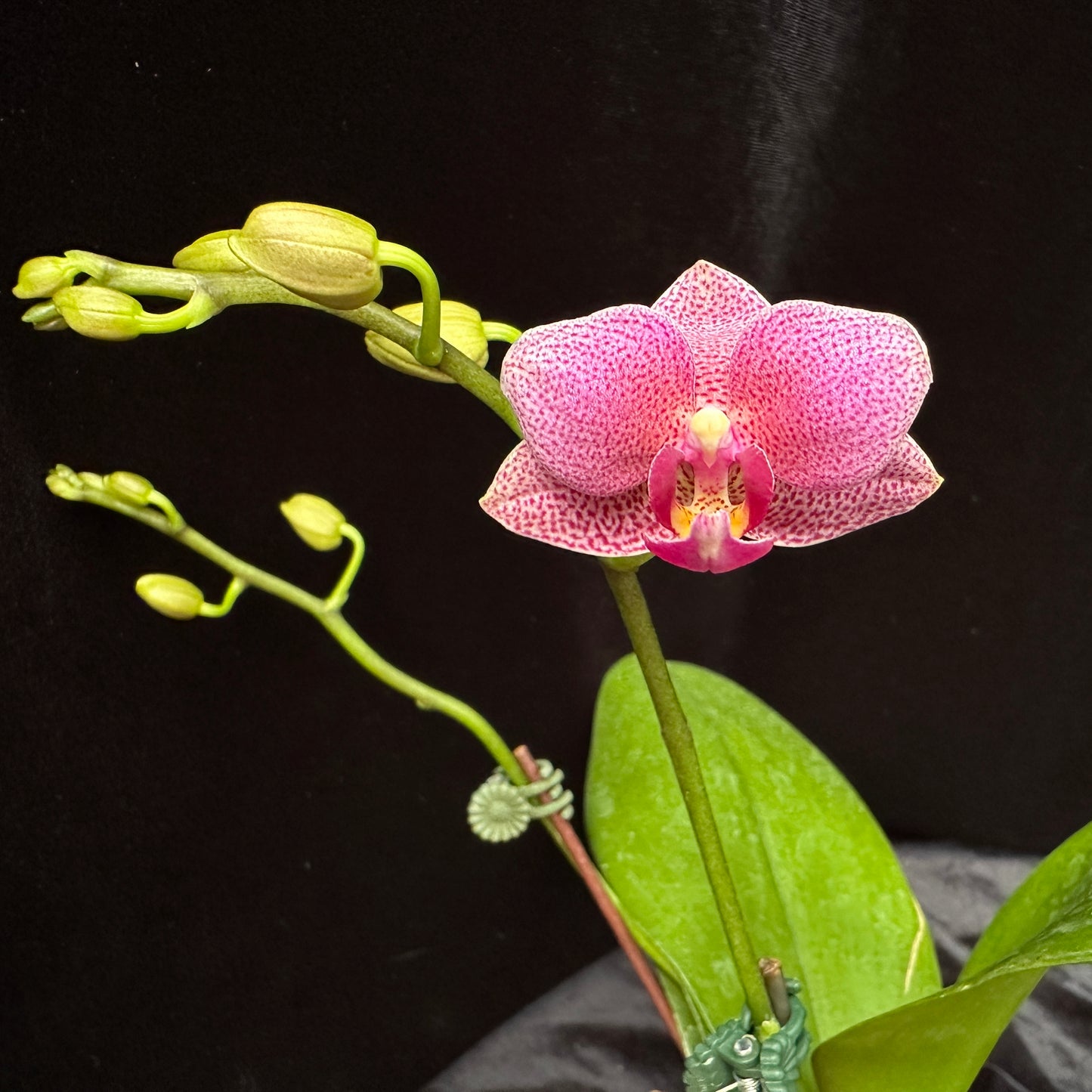 Phalaenopsis Mituo Vivien
