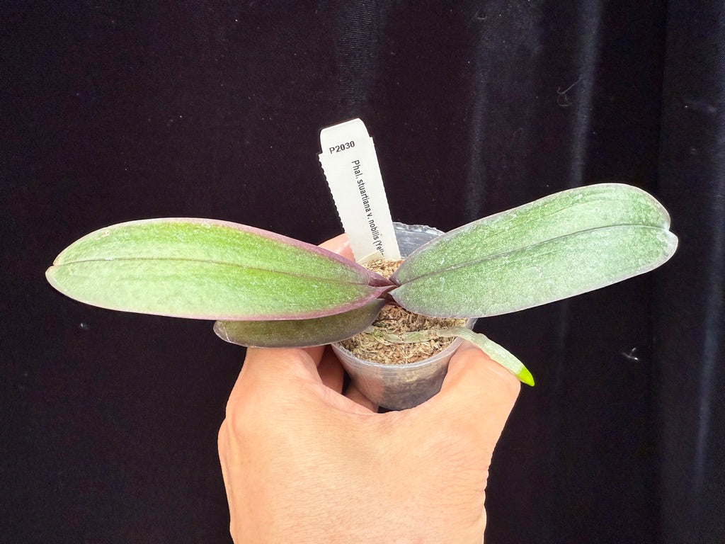 Phalaenopsis stuartiana var nobilis (Yellow Strain) x sib