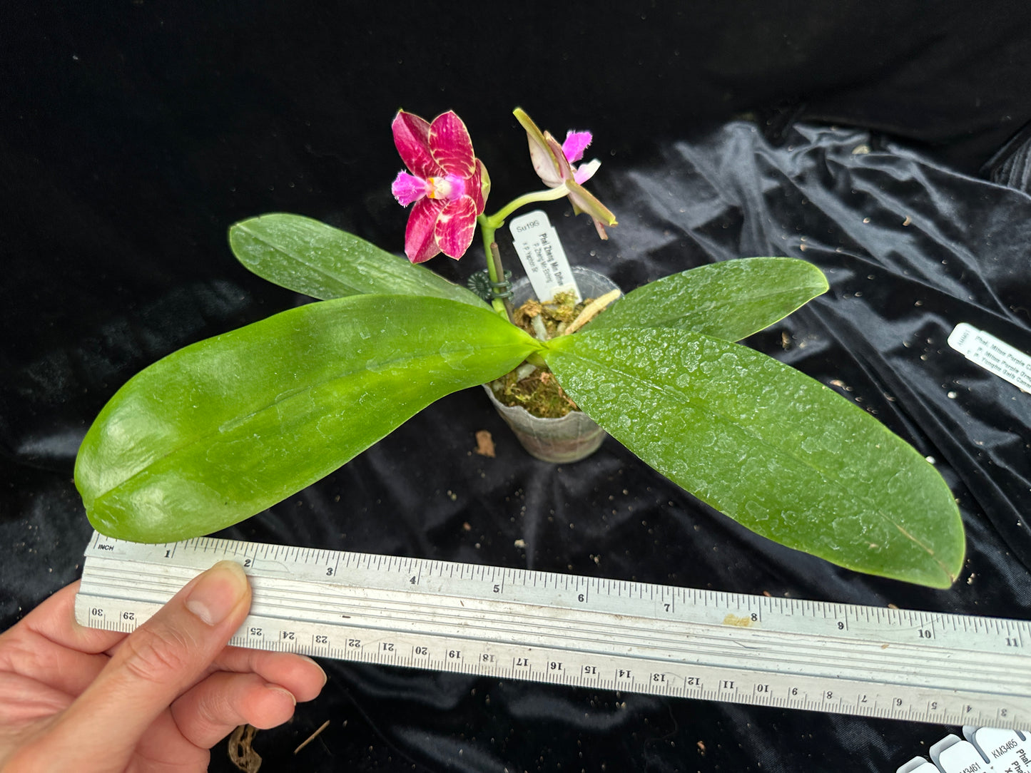 Phalaenopsis Zheng Min Diffuse 'Peter #20' 240609 Flowering